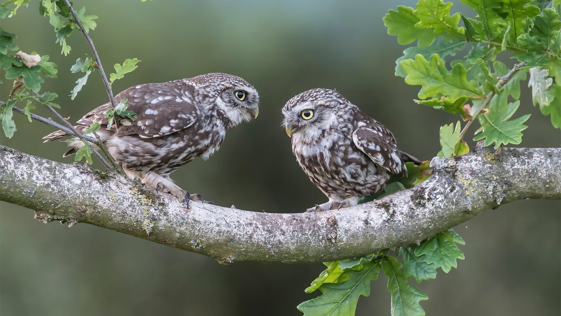 绿茵与硬木的交响，杜兰特以足球智慧照亮雄鹿狂胜之夜