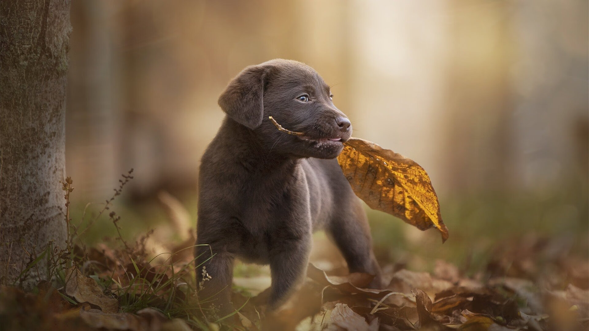 开云体育2026-几内亚制造惊天冷门！戈麦斯关键一击助球队正面击溃巴萨