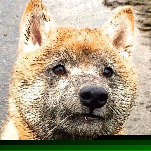 皮克绝境展巨星本色，苏格兰读秒逆转奥地利