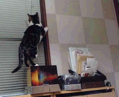 开云体育在线-奥运火种未至，赛场先燃，努涅斯一箭点燃城市夜空