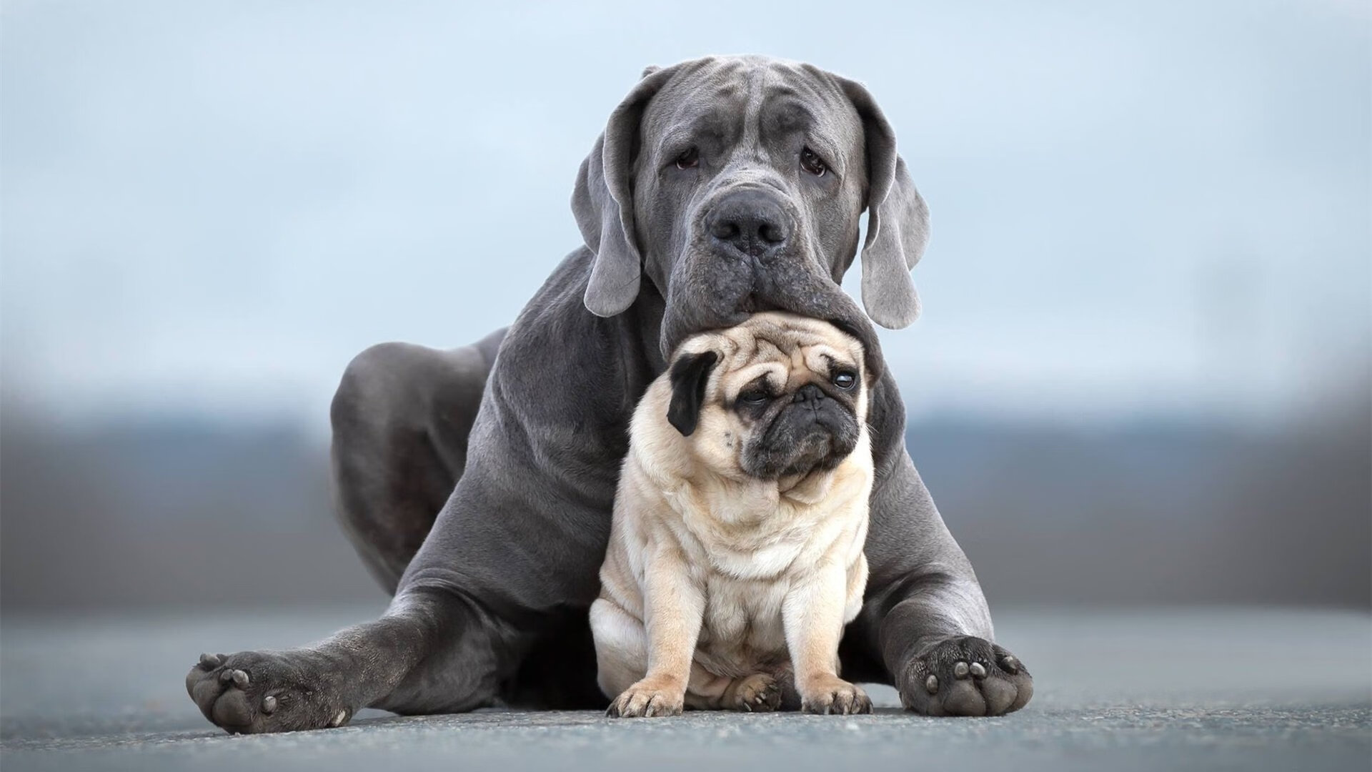 若日尼奥,一粒点球,佛罗伦萨在终极赌局上带走了卡塔尔