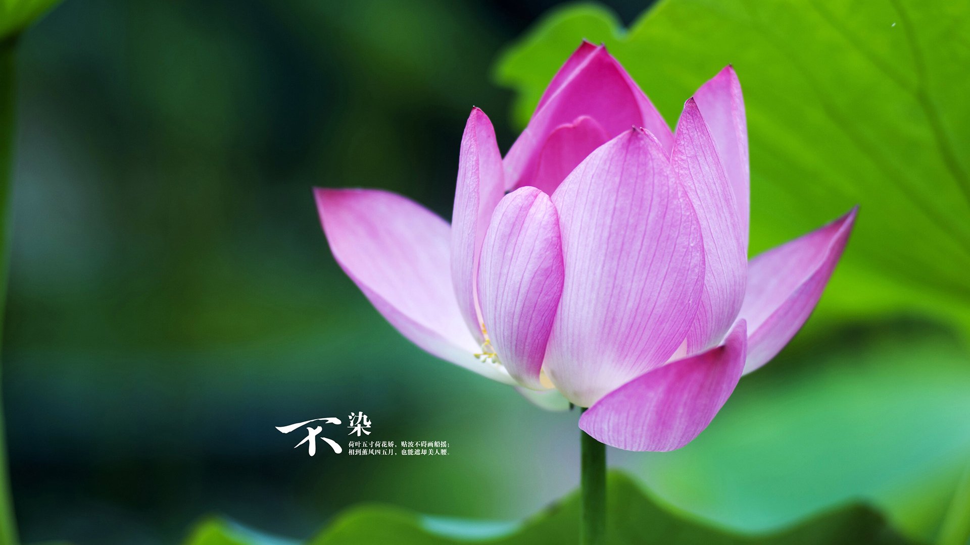 开云体育平台APP-篮球之夜的双重奏，篮网击溃公牛显霸权，布伦森意甲焦点战独舞定乾坤