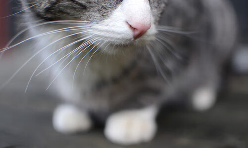 双城记,伦敦的德比硝烟与纽约的篮球狂欢