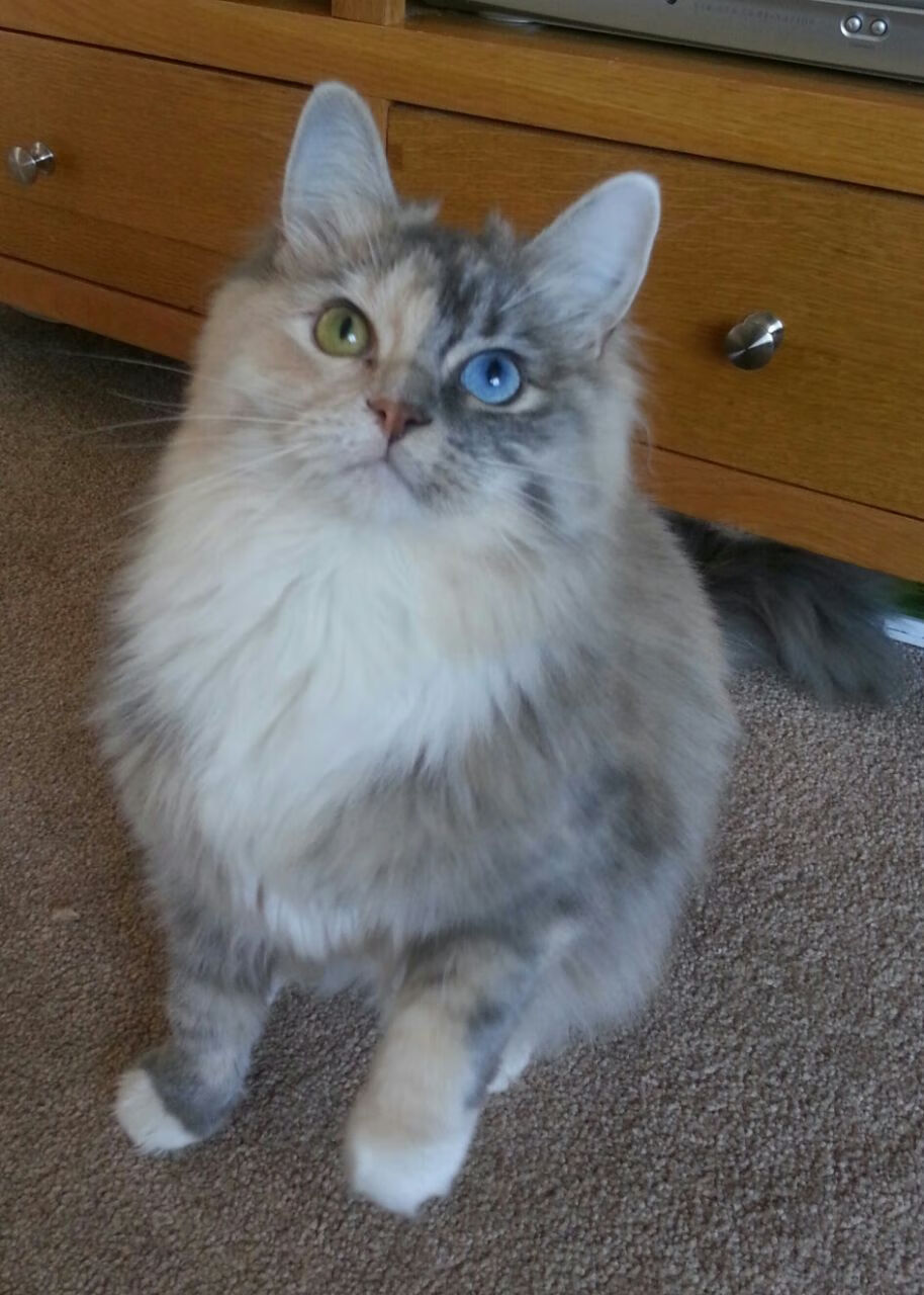 橙衣军团的叹息，黄喜灿两连击刺穿罗马，亚欧足球版图再现裂缝