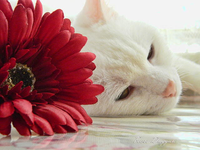 浓眉，湖人唯一的变量