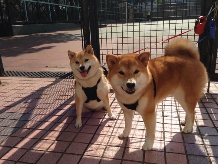 铁血窒息与狂澜接管，两种胜利法则的交响