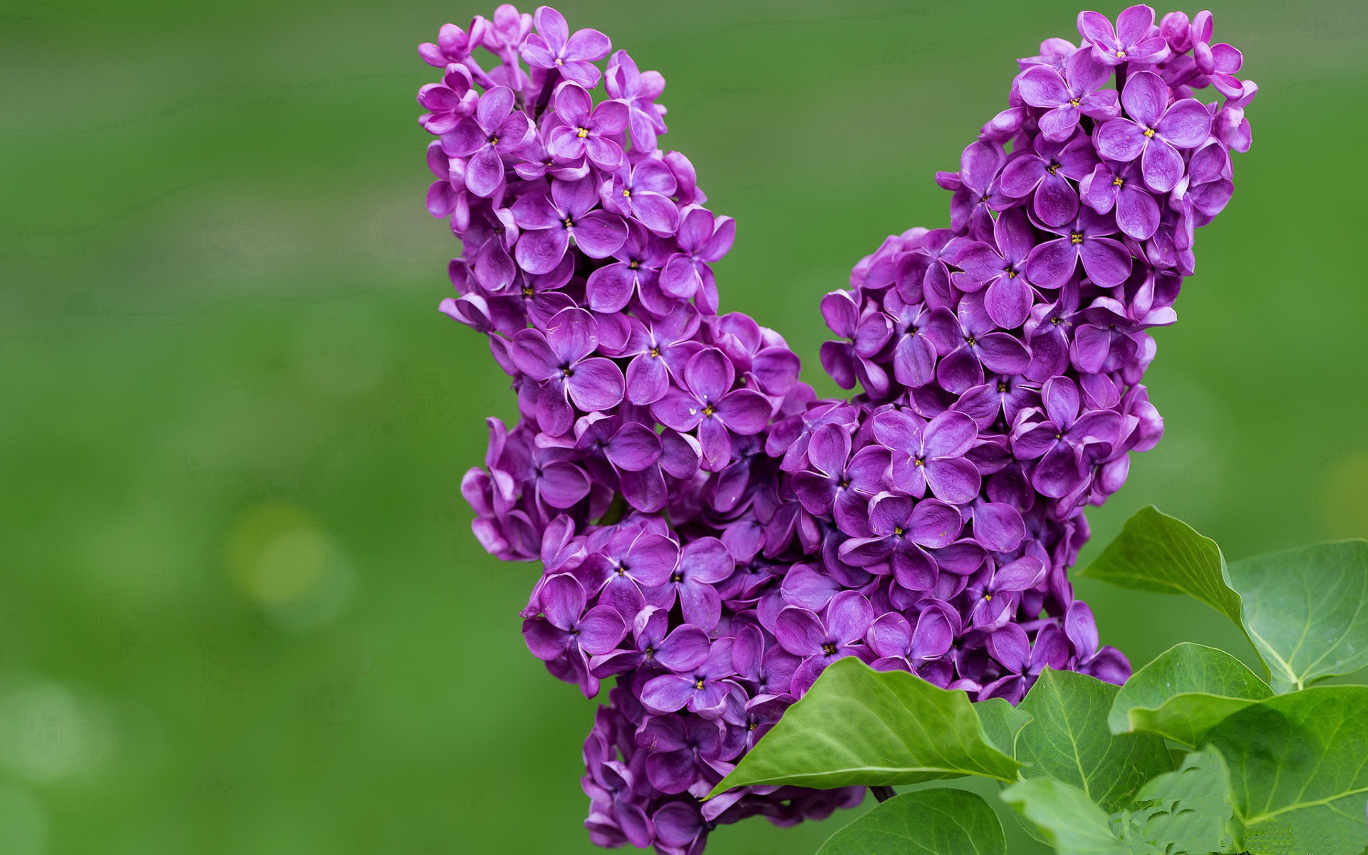 开云体育app-紫色王朝与桑巴未来，当优雅基因注入新生代霸权