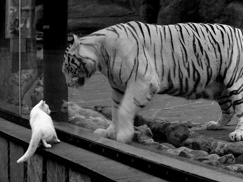 开云体育登录-生死战之门神，从埃及沙漠到国家德比，守护者的双重奏