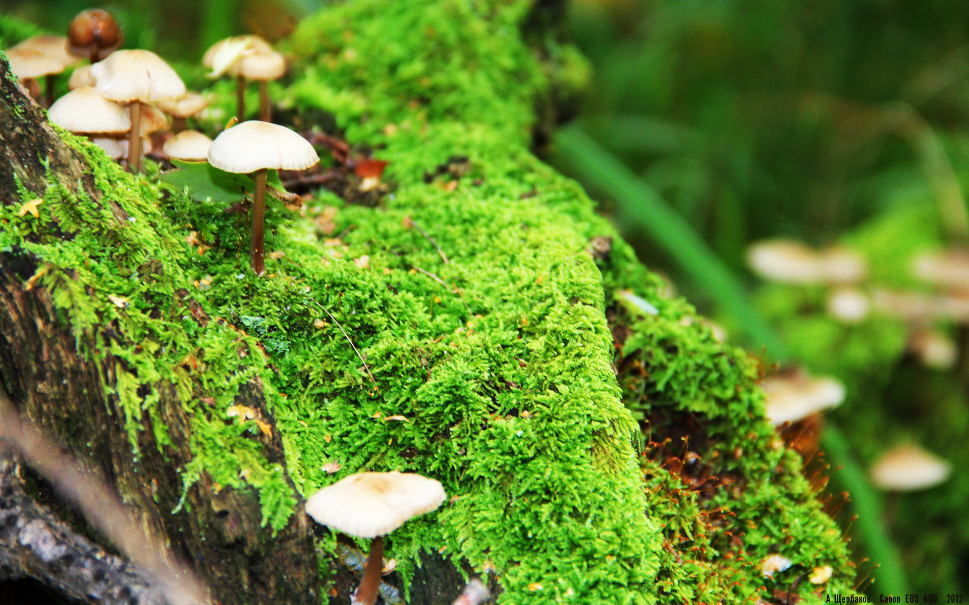 莱奥双刃剑出鞘，雷恩火力狂潮席卷罗马